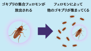 ゴキブリ 殺すと増える