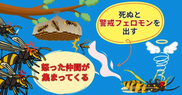 アシナガバチを一匹でも殺すと仲間を呼ぶフェロモンを出す