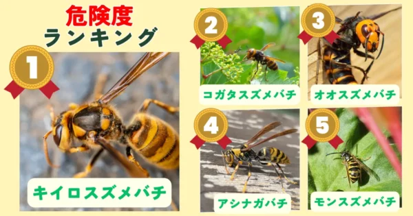 家の周りで危ない蜂はどれ？危険な蜂ランキングTOP5