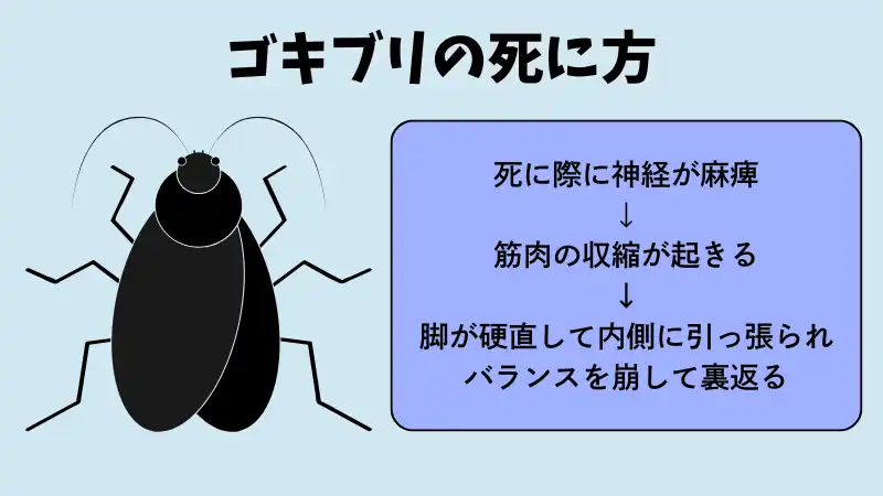 ゴキブリ　勝手に死んでいる　