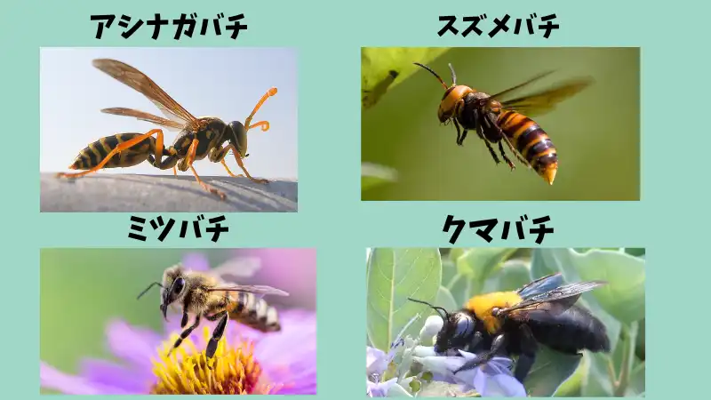 蜂が家に入ってきた