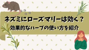 ネズミ　ローズマリー