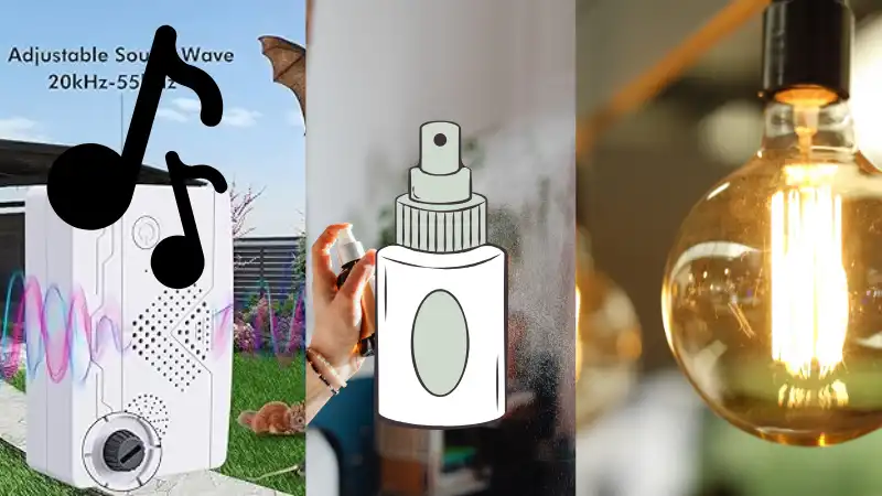 コウモリ　来ないようにするには