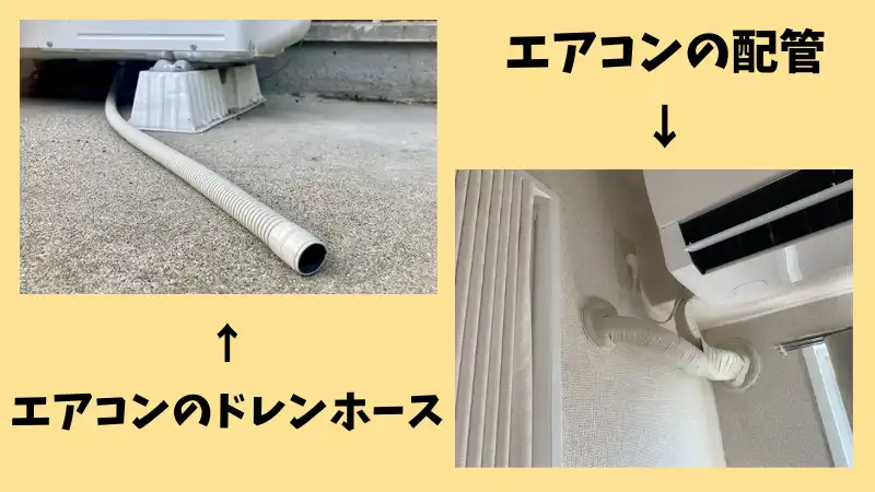 エアコンから蜂