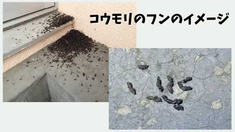 コウモリ　フン　少量