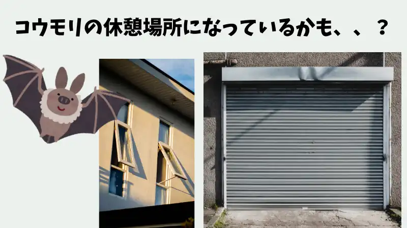 コウモリ　フン　少量