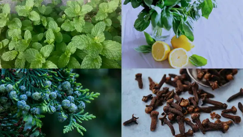 ゴキブリ 嫌いな匂い