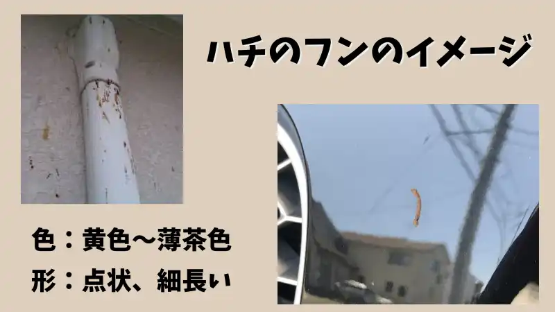 ハチのフン　画像