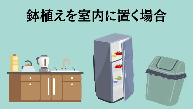 ミント栽培　ゴキブリ