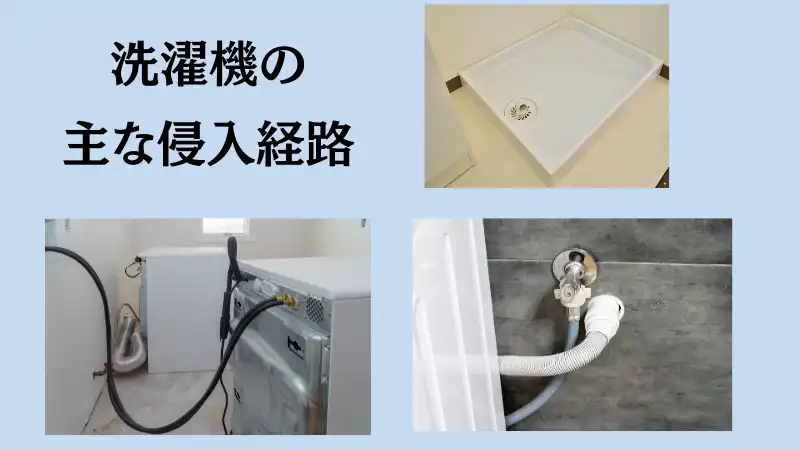 洗濯機 外置き ゴキブリ