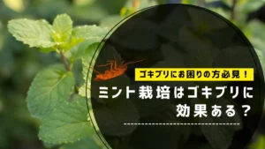 ミント栽培　ゴキブリ
