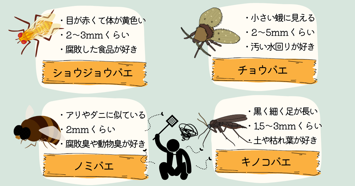 部屋に入ってくる主なコバエの種類