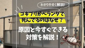 ゴキブリ ベランダで死んでる